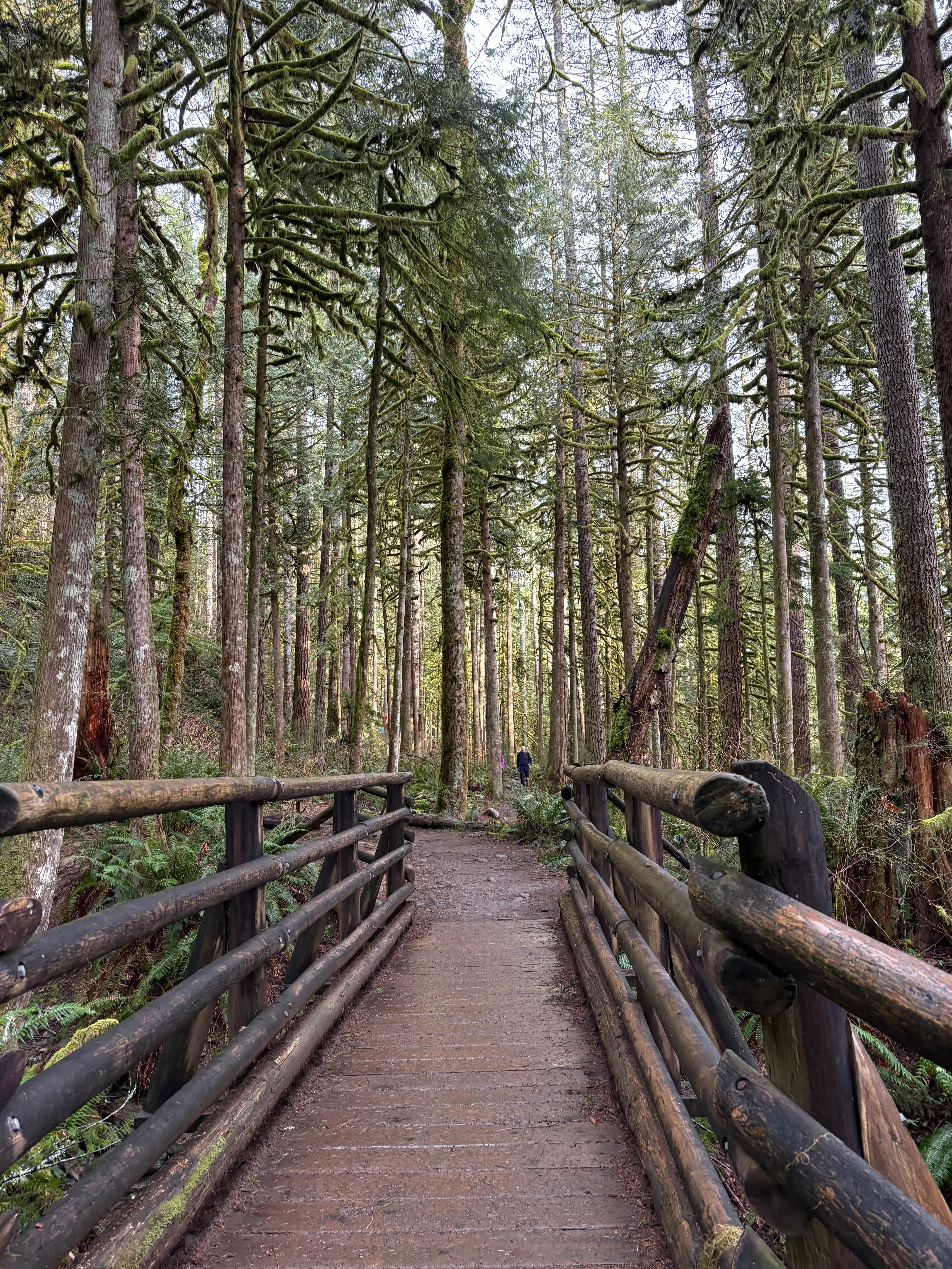 Forest road